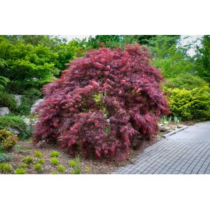 Javor dlaňolistý (Acer Palmatum) ´INABASHIDARE´ výška: 80-100 cm, kont. C15L